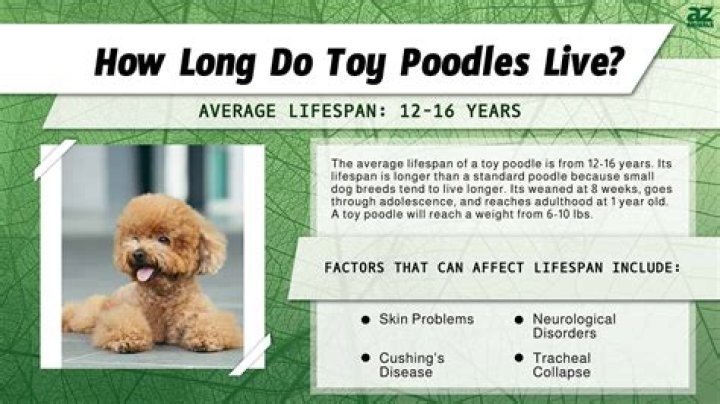 A Comprehensive Guide to Poodle Average Lifespan: Everything You Need to Know