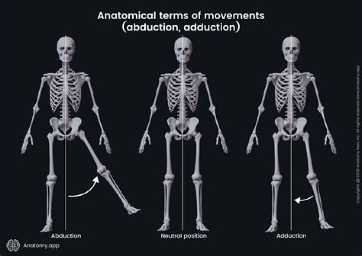 Abduction vs Adduction Anatomy: Understanding the Key Movements in Human Kinetics
