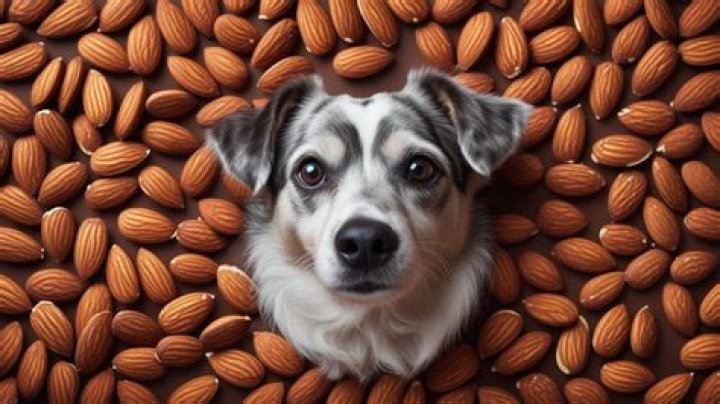 Are Almonds Safe for Dogs? A Comprehensive Guide for Pet Owners