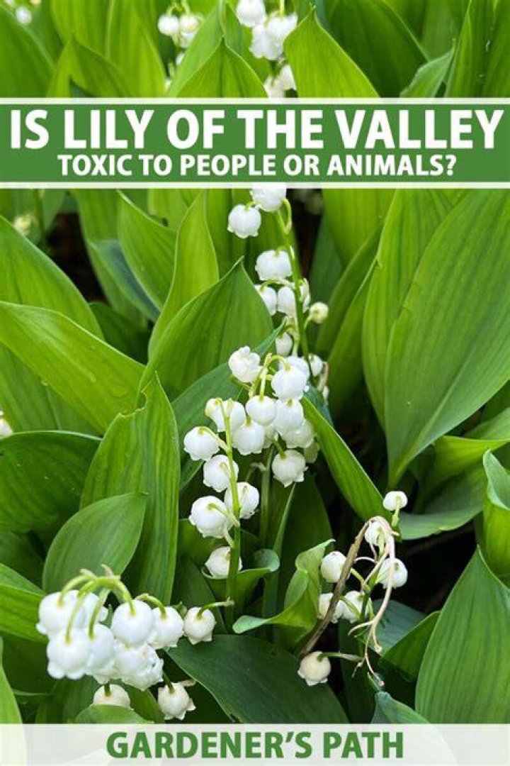 Are Lily of the Valley Poisonous? A Comprehensive Guide to Understanding Their Risks and Benefits