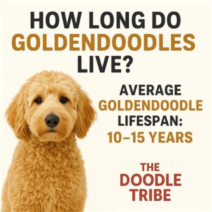 Average Lifespan of a Goldendoodle: A Comprehensive Guide for Owners