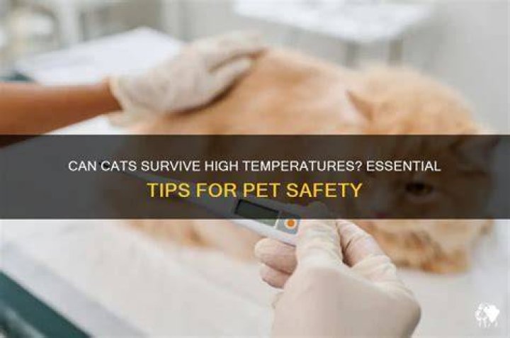 Average Temperature for Cats: Essential Insights for Responsible Pet Owners