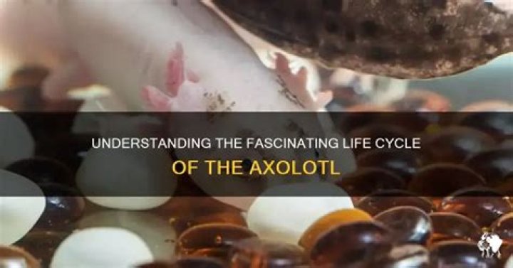Axolotl Lifespan: Understanding the Extraordinary Life of This Unique Creature