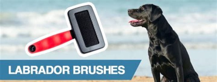 Best Dog Brush for Labrador Retrievers: A Comprehensive Guide