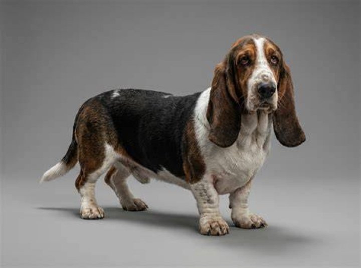 Breed Known as Tax Collectors Dog: A Comprehensive Guide to the Basset Hound