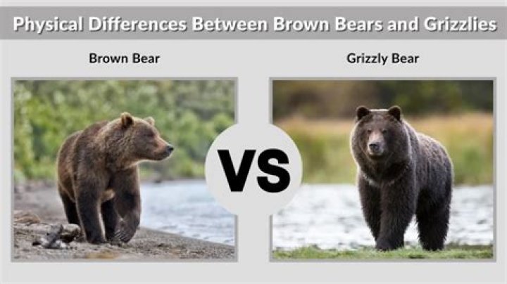Brown Bear vs Grizzly: Understanding the Differences and Similarities