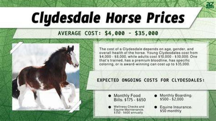 Budweiser Clydesdale Horse Price: A Comprehensive Guide