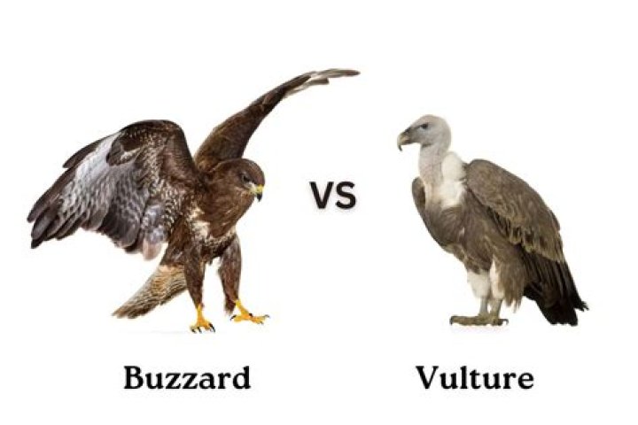 Buzzards vs Vultures: Unveiling the Differences and Fascinating Facts