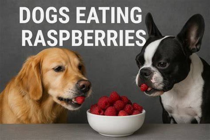 Can Dogs Eat Raspberries Safely? A Comprehensive Guide for Pet Owners