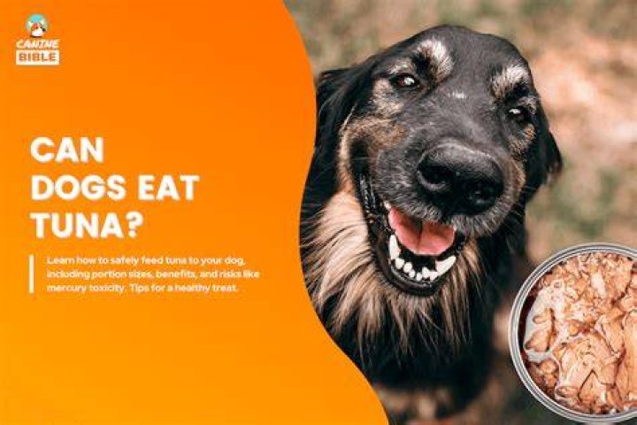 Can Dogs Eat Tuna? A Comprehensive Guide to Feeding Tuna Safely