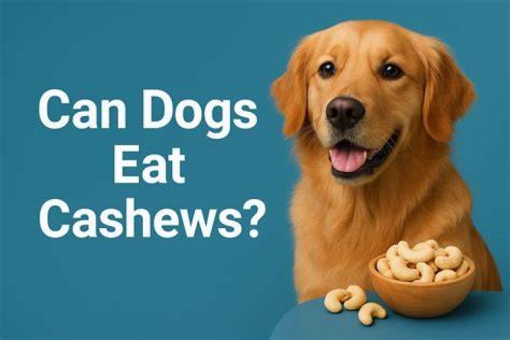 Can Dogs Have Salted Cashews: A Comprehensive Guide for Dog Owners