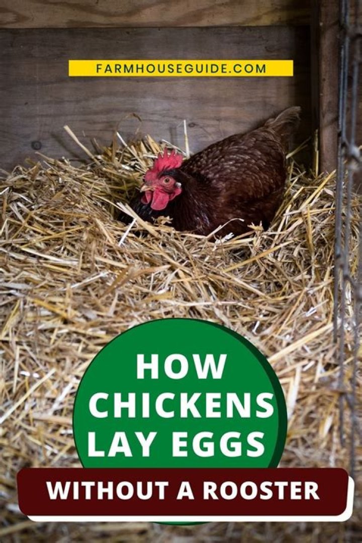 Can Hens Lay Eggs Without a Rooster? A Comprehensive Guide