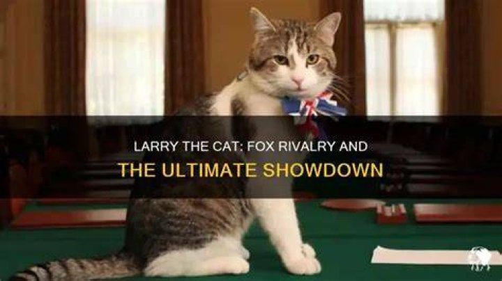 Cat Larry: The Ultimate Guide to the Viral Feline Sensation