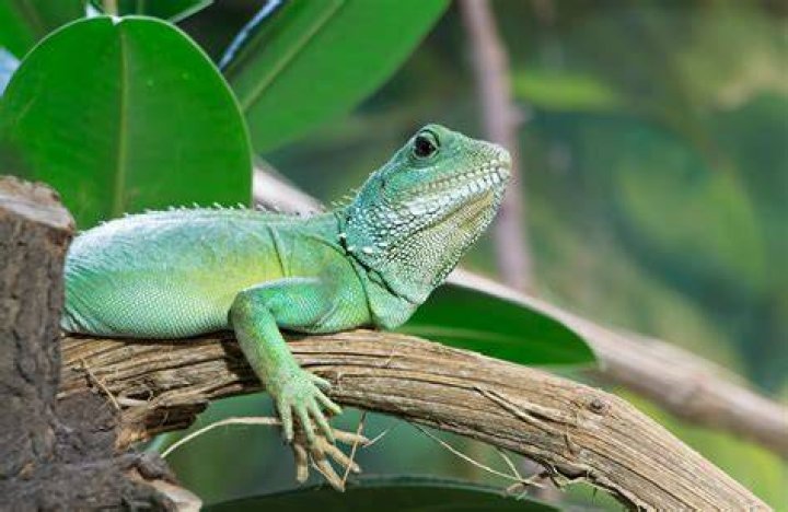 Chinese Water Dragon: A Comprehensive Guide to Care, Behavior, and More