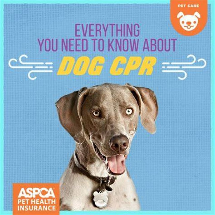 Comprehensive Guide to ASPCA Insurance: Everything You Need to Know