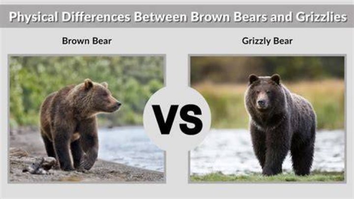 Difference Between a Brown Bear and Grizzly: A Comprehensive Guide