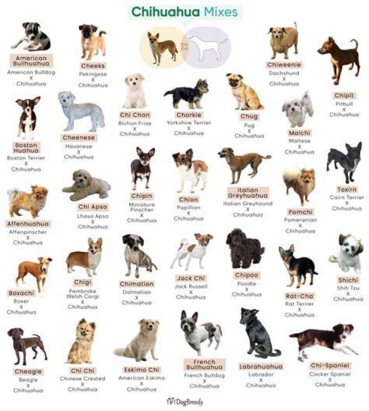 Different Types of Chihuahua Mixes: A Comprehensive Guide