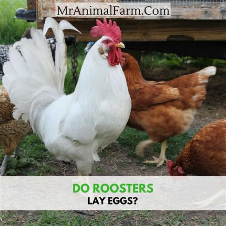 Do Chickens Need a Rooster to Lay Eggs? Understanding the Facts