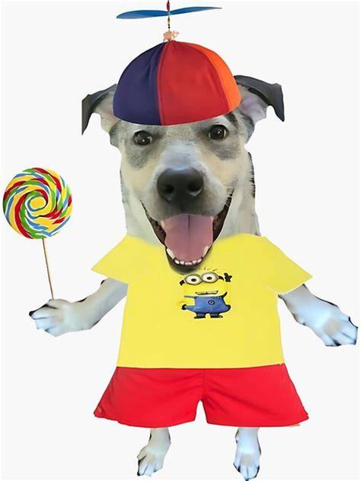 Dog with Lollipop and Propeller Hat: A Delightful Trend in Pet Fashion and Beyond