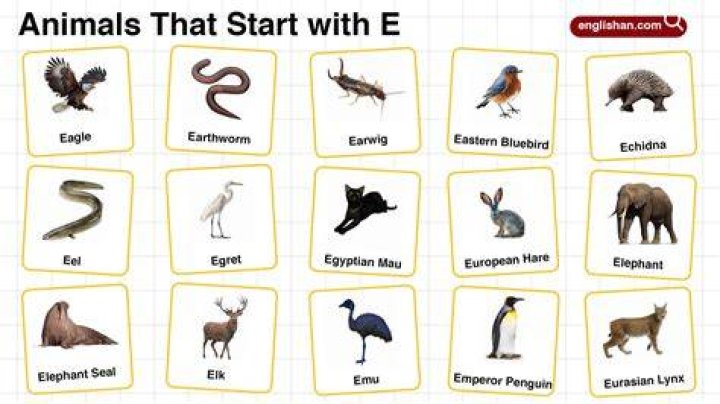 Exploring the Fascinating World of Animals That Begin With the Letter E