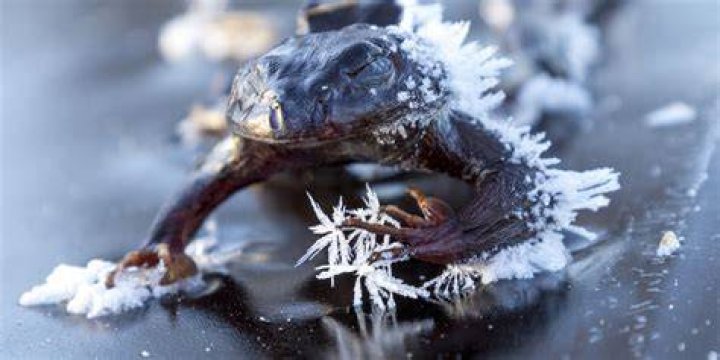Frosty Frogs: The Chilling Wonders of Nature's Frozen Amphibians