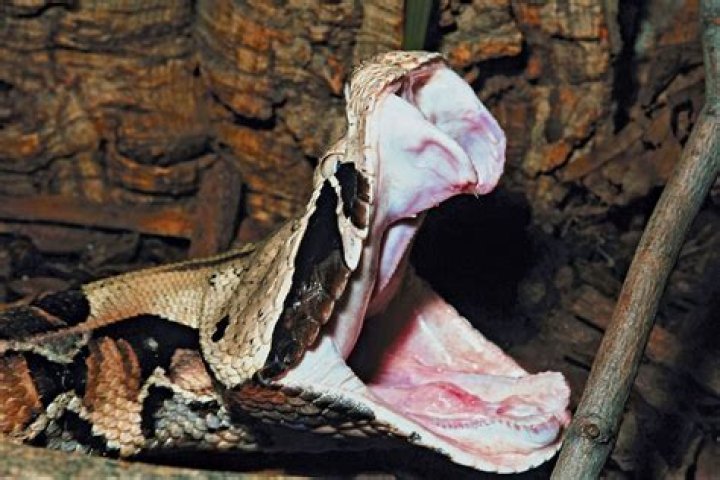 Gaboon Viper: The Stealthy Predator of the African Rainforest