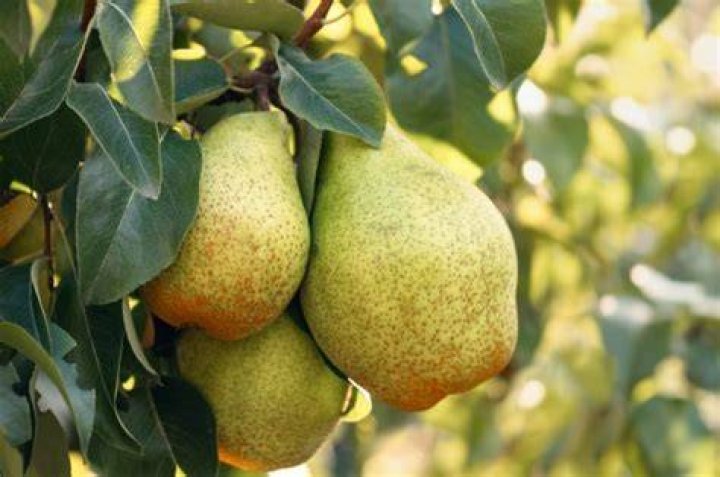 H Mart Korean Pears: A Comprehensive Guide to the Juiciest Fruit