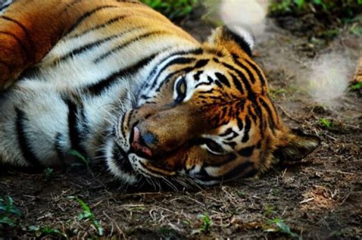 Habitat Loss of Tigers: A Growing Threat to the Majestic Species