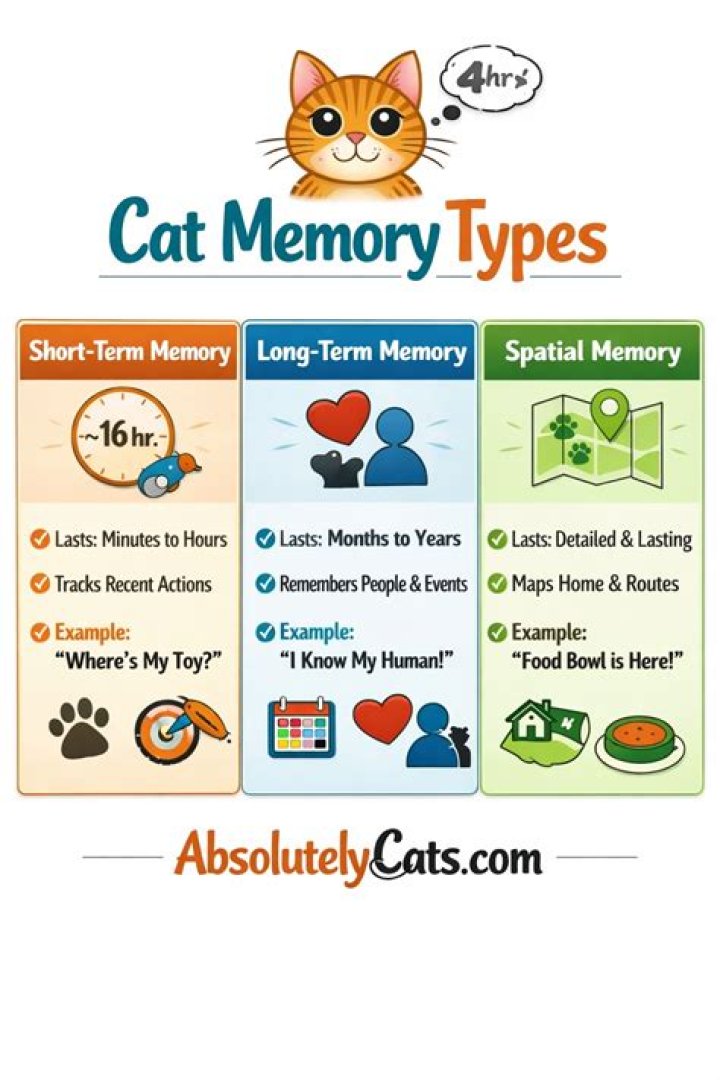 How Long is the Memory Span of a Cat? Unlocking the Mysteries of Feline Memory