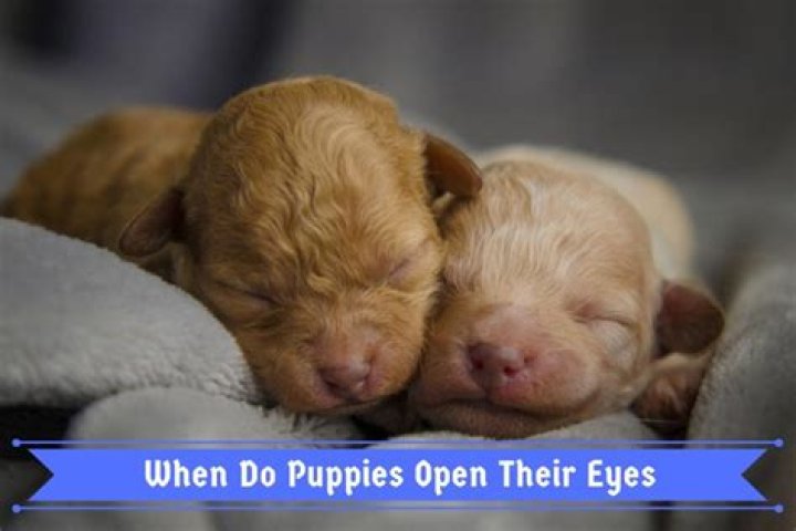 How Many Days Before Puppies Open Their Eyes: A Comprehensive Guide