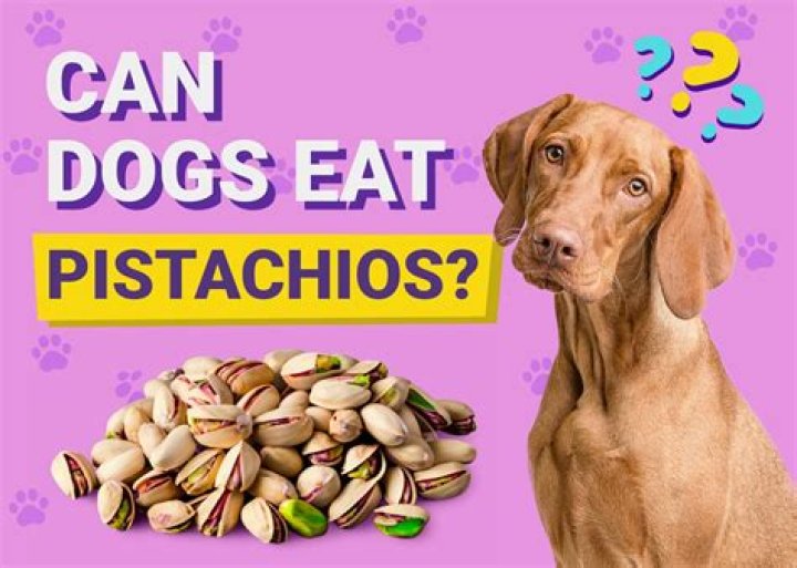 How Many Pistachios Can a Dog Eat: A Comprehensive Guide for Pet Owners