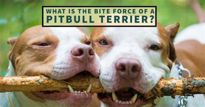 How Much Bite Force Does a Pit Bull Have? Unveiling the Truth Behind the Numbers