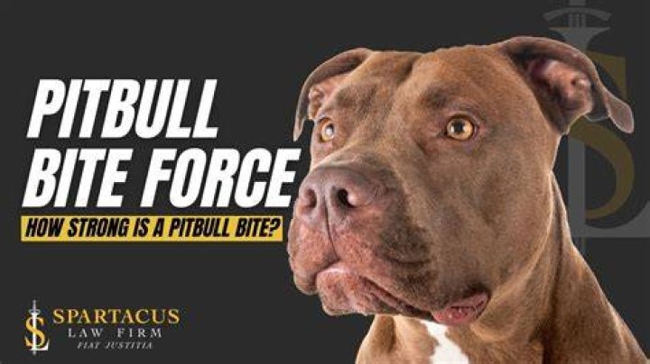 How Strong is a Pitbull Bite? Unveiling the Power Behind This Misunderstood Breed
