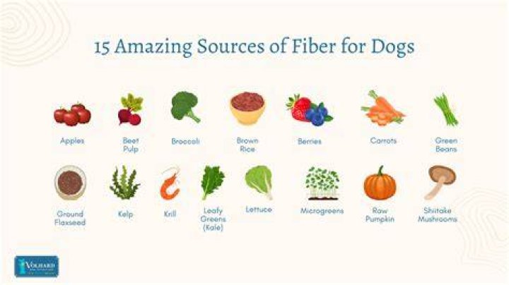How to Give a Dog More Fiber: A Comprehensive Guide for Pet Owners