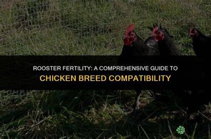 How to Successfully Fertilize Chicken Eggs: A Comprehensive Guide