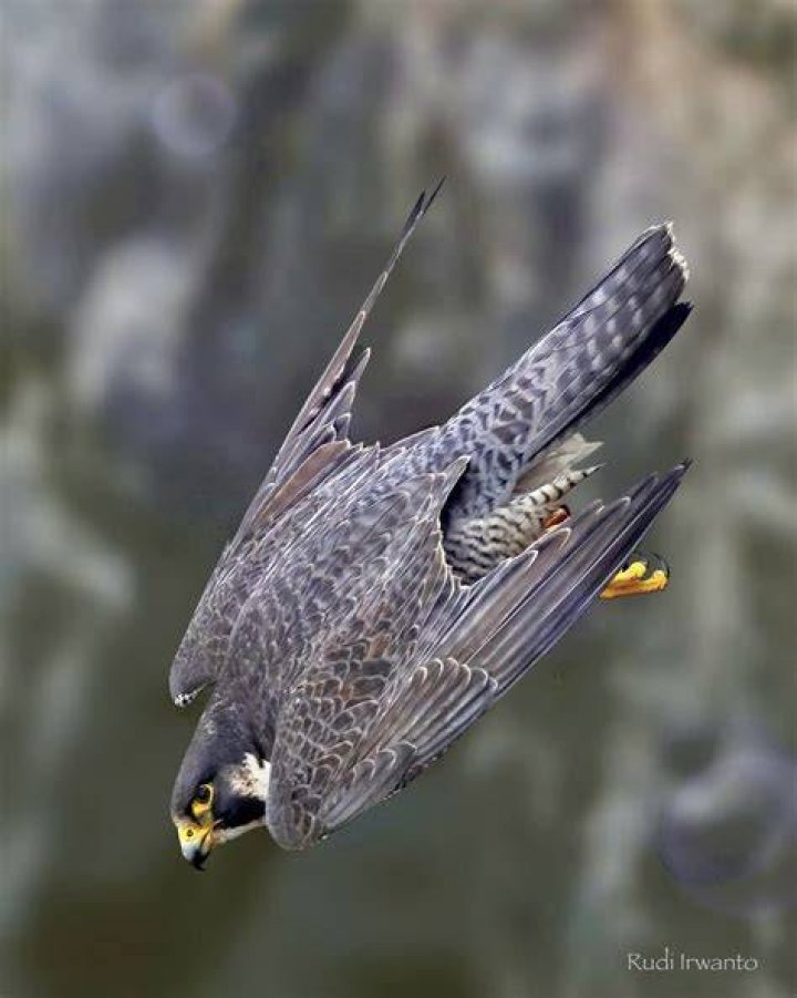 Hunting Diving Peregrine Falcon: The Ultimate Guide to Understanding the World's Fastest Bird