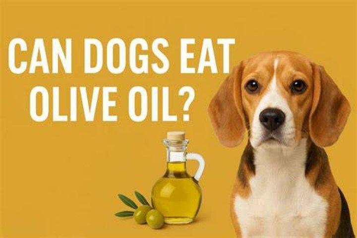 Is Olive Oil Safe for Dogs to Eat? A Comprehensive Guide