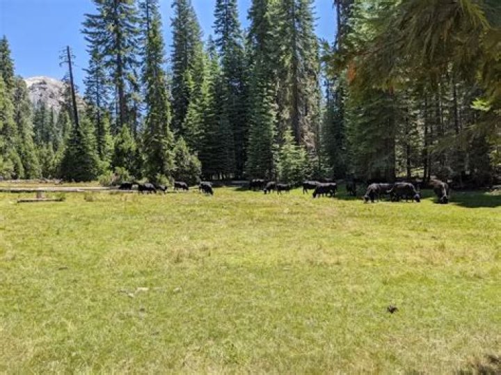 Jedidiah Mith Campground: A Haven for Nature Enthusiasts