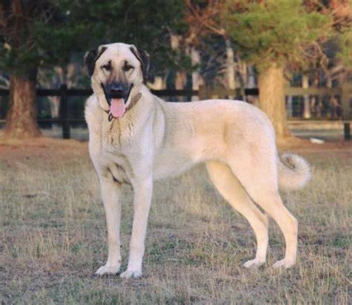 Kangal Shepherd Dog: The Majestic Guardian of Turkey