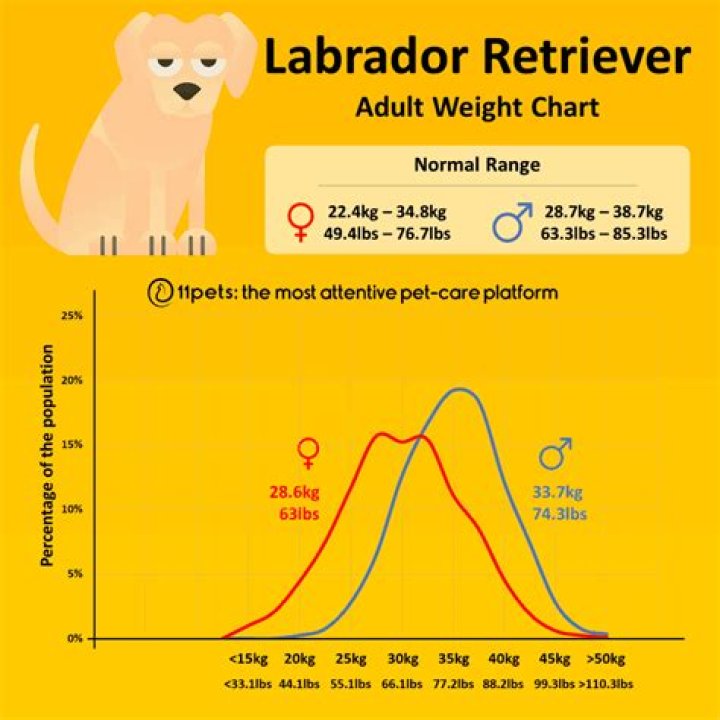 Labrador Retriever Average Weight: A Comprehensive Guide