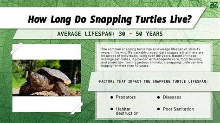 Lifespan of Alligator Snapping Turtle: A Comprehensive Guide