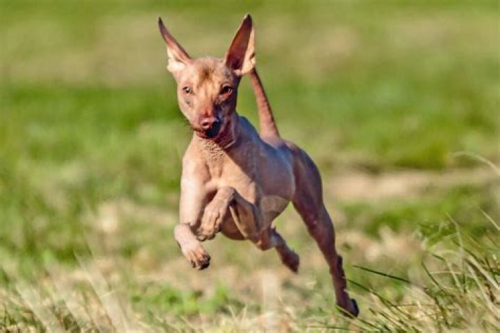 Naked Dog Breed: A Comprehensive Guide to the Hairless Canine Companion