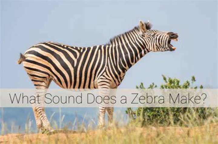 Noise Zebra Makes: Exploring the Unique Sounds of These Striped Wonders