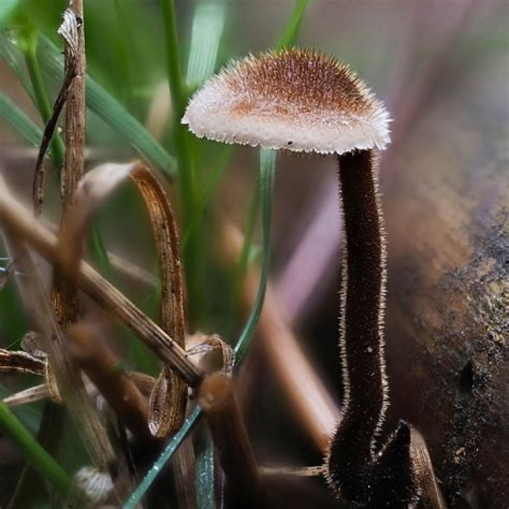 Pinequid: A Comprehensive Guide to This Remarkable Mushroom