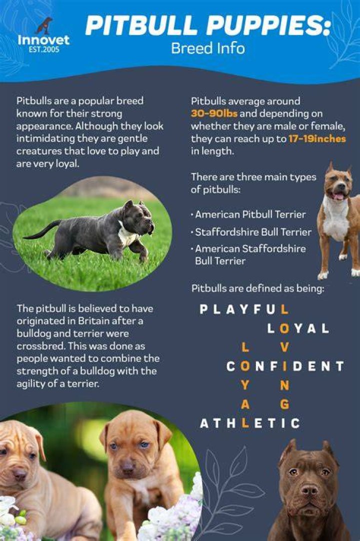 Pitbull PSI: Everything You Need to Know About This Powerful Breed
