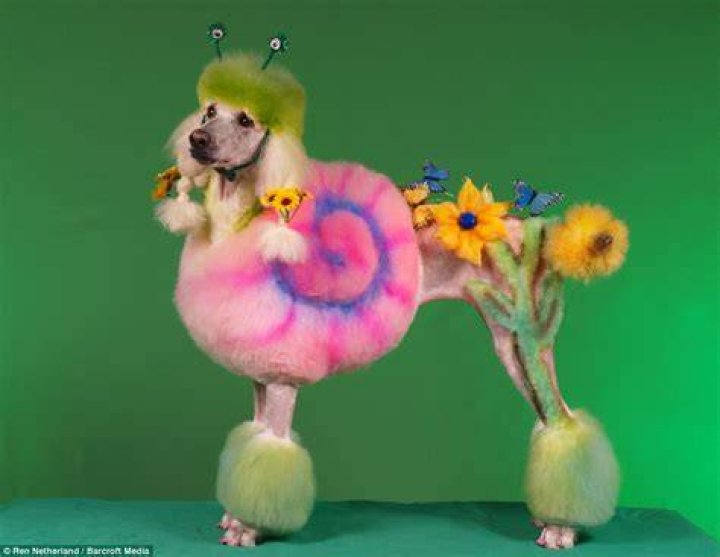 Poodle Art Grooming: Unleashing Your Dog's Inner Artist