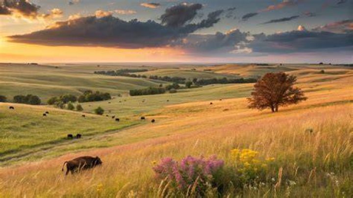 Prairie Preserve: Exploring the Beauty and Importance of North America&rsquo;s Grasslands