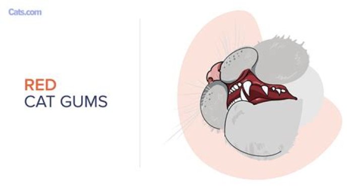 Red Gums in Cats: Causes, Symptoms, Diagnosis, and Treatment