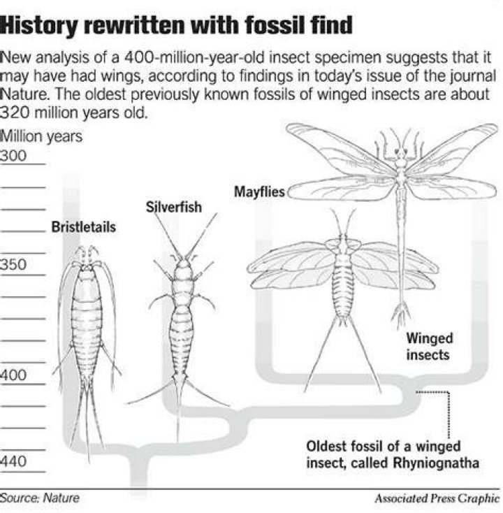 Rhyniognatha Fossil: Unveiling the Secrets of Earth's Earliest Insects