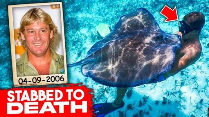Stingray That Killed: A Comprehensive Analysis of the Tragic Incident